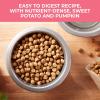 imageNatures Recipe Grain Free Dry Dog Food Salmon Sweet Potato ampamp Pumpkin Recipe 24 lb Bag24 Pound Pack of 1